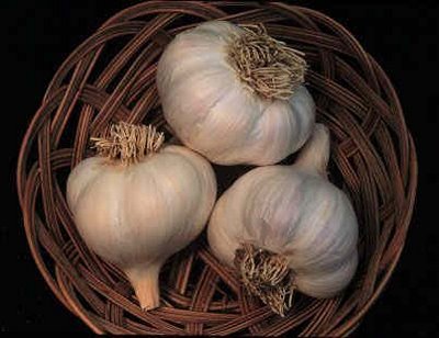 garlic02.jpg